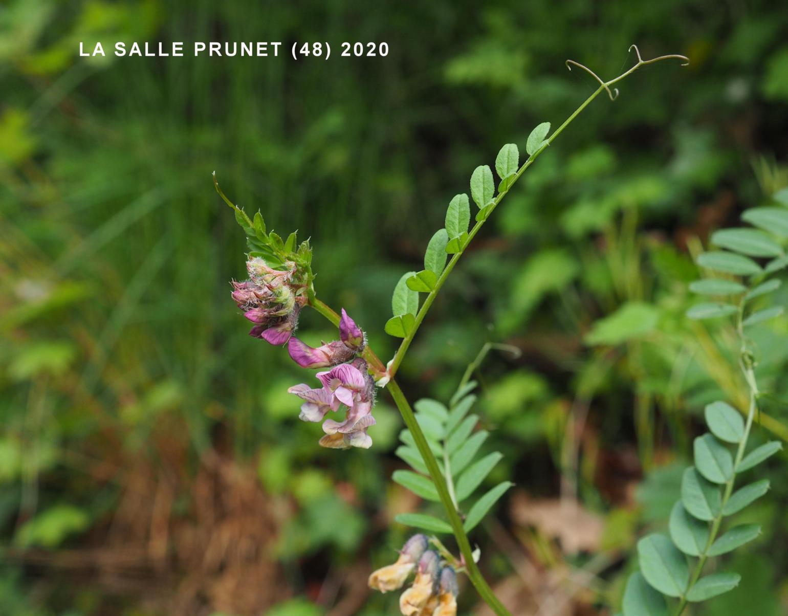 Vetch, Bush